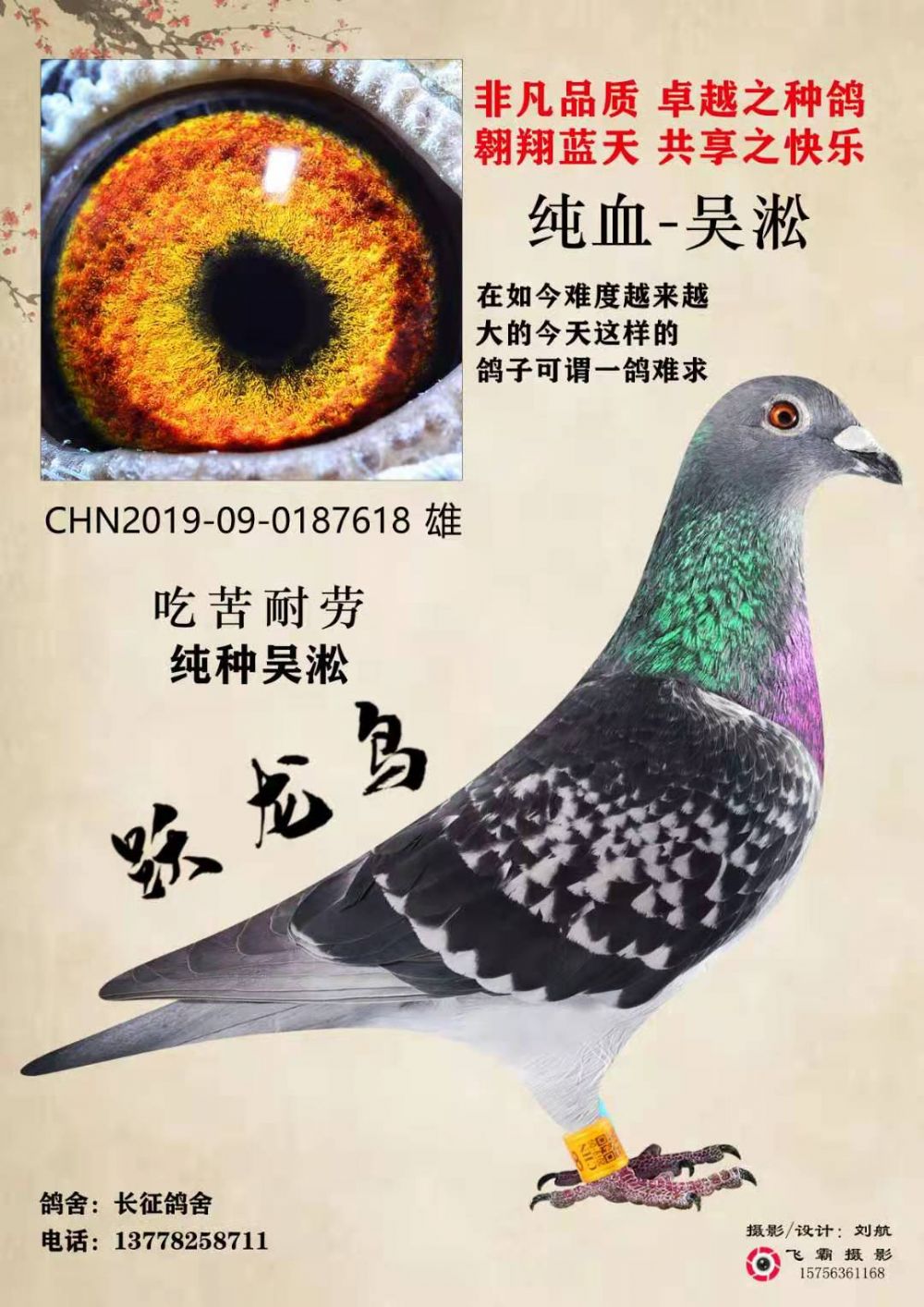 精品优秀种鸽{吴淞跃龙}系