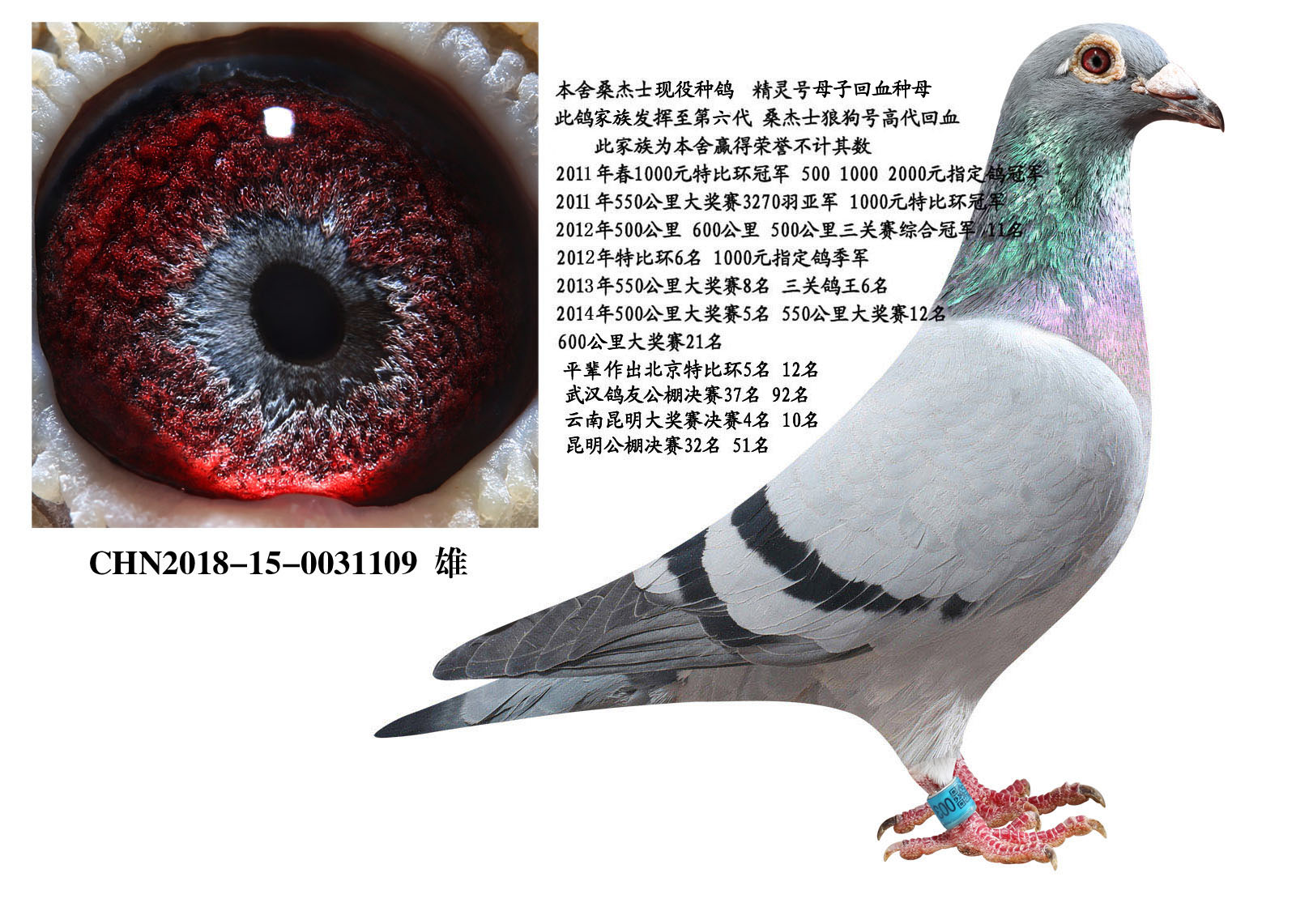 桑杰士黄金种雄