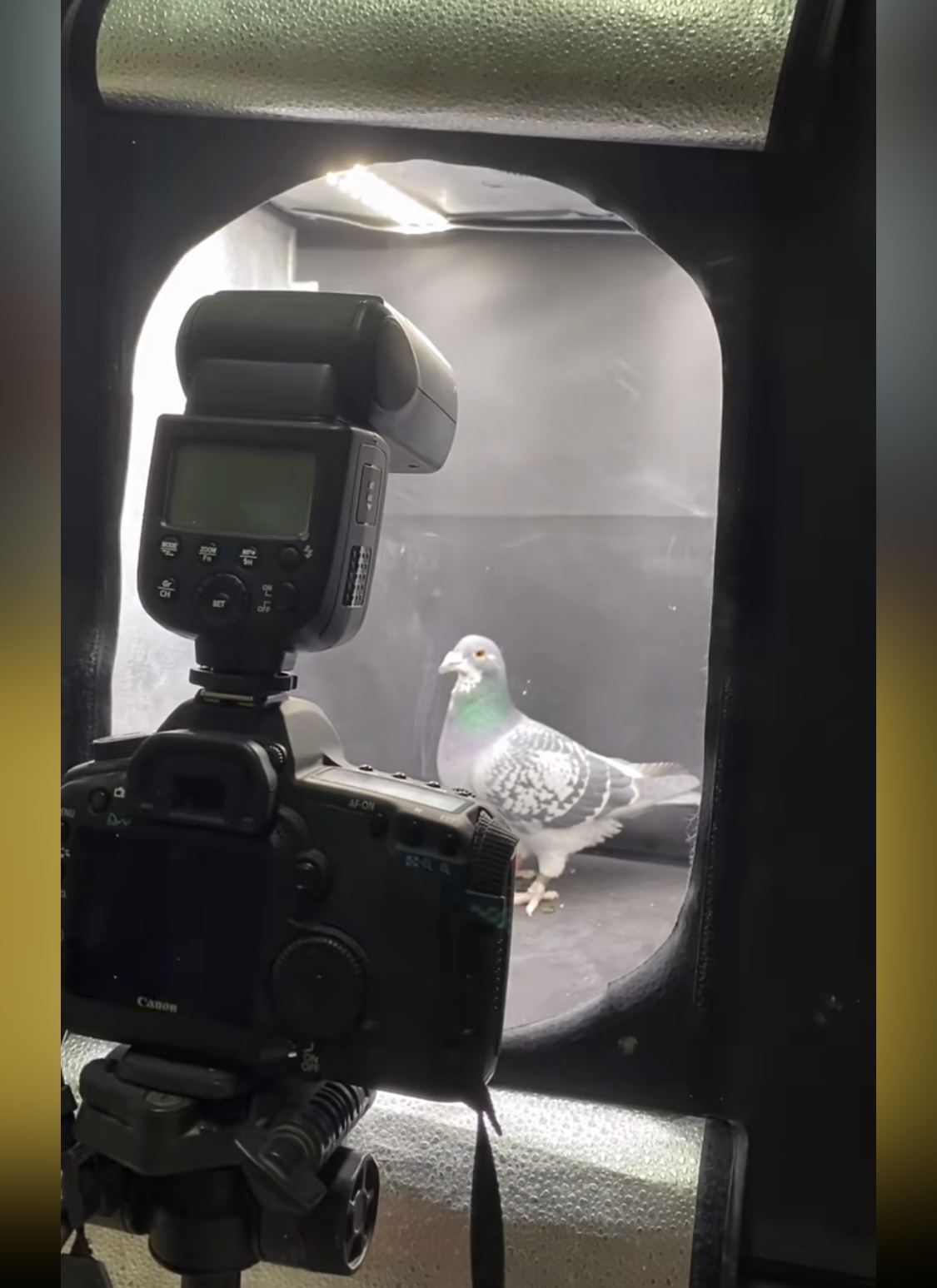 赛鸽摄影单反相机2