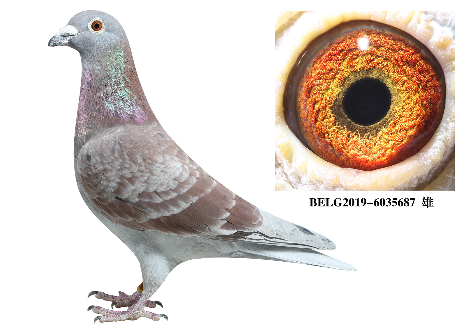 比利时18年鸽环颜色图片