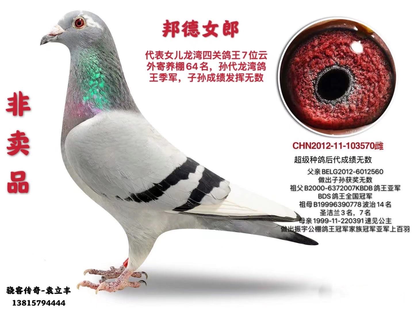 钻石邦德007kbdb鸽王全国亚军家族