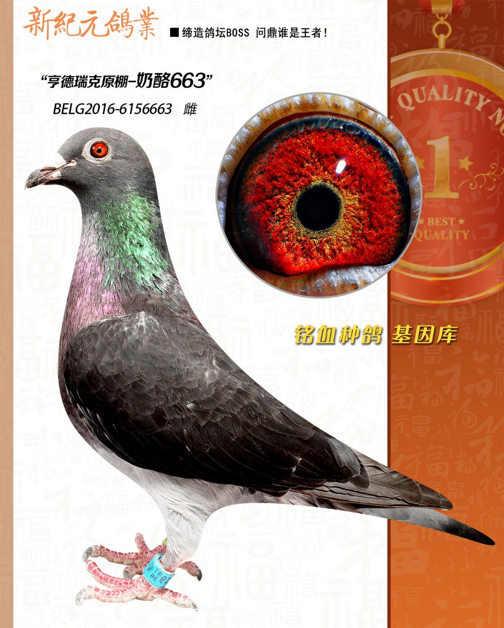 kbdb全国鸽王5位戴文全姐妹