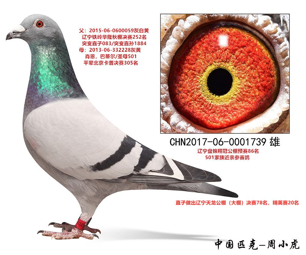 com爱鸽商城_中信网