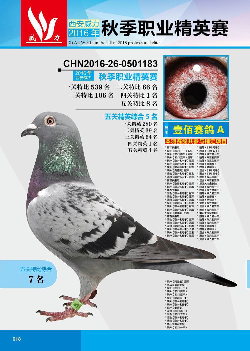 海尔鸽业 - 中信网铭鸽展厅 www.ag188.com