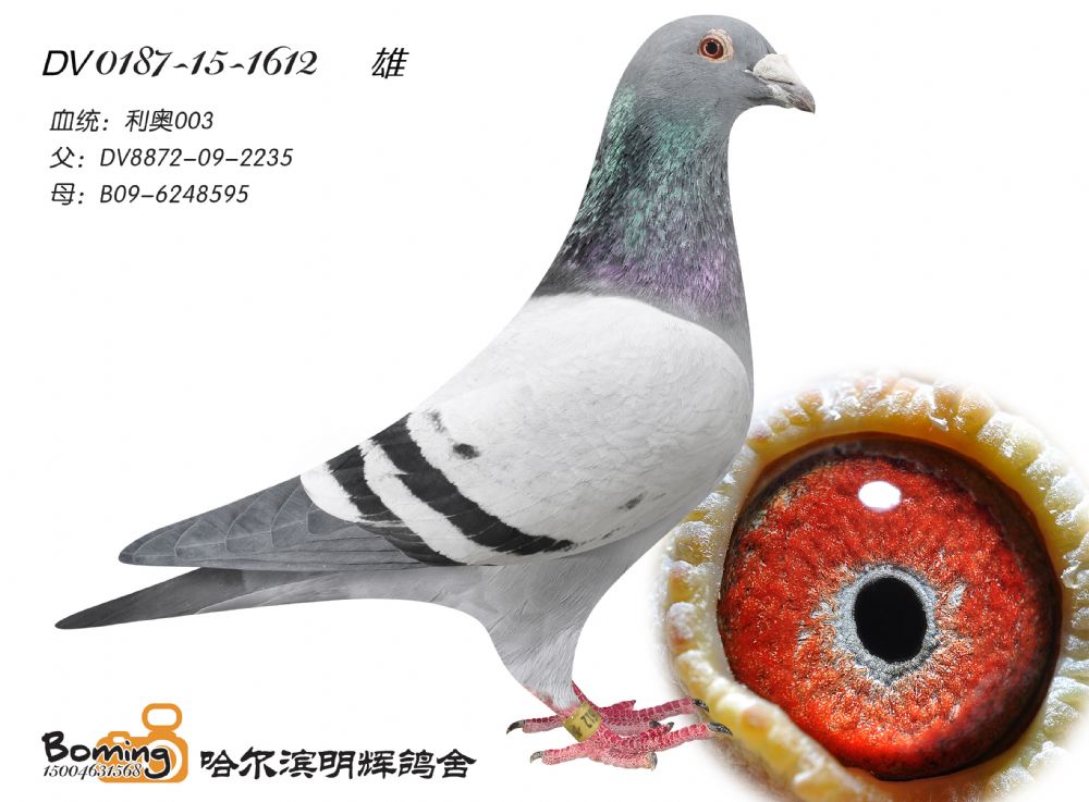 德国原环_哈尔滨明辉鸽舍_ ag188.com爱鸽商城_中国信鸽信息网