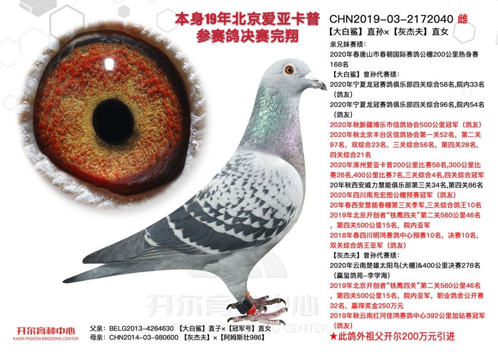 信鸽特征编 号:482954鸽 名:胡本羽 色:雨点眼 砂:黄眼收 藏:1人环 号