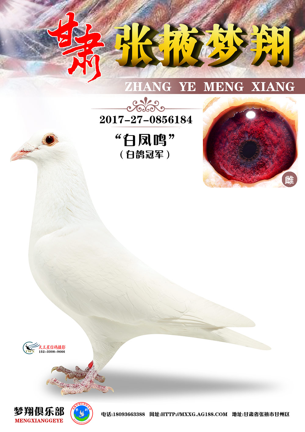 白鸽冠军白凤鸣