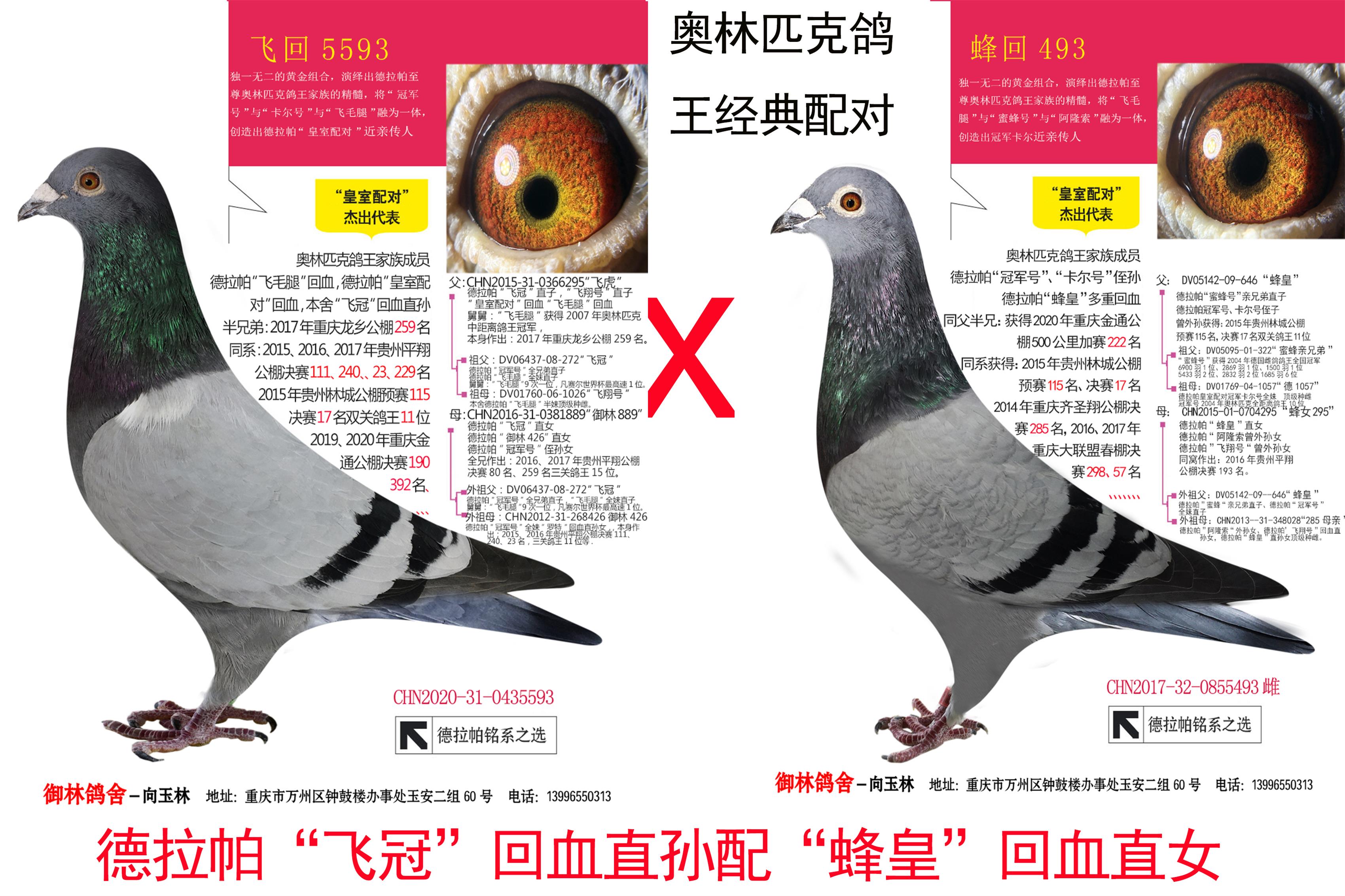鸽王配对_重庆御林鸽舍_ag188.com爱鸽商城_中国信鸽信息网