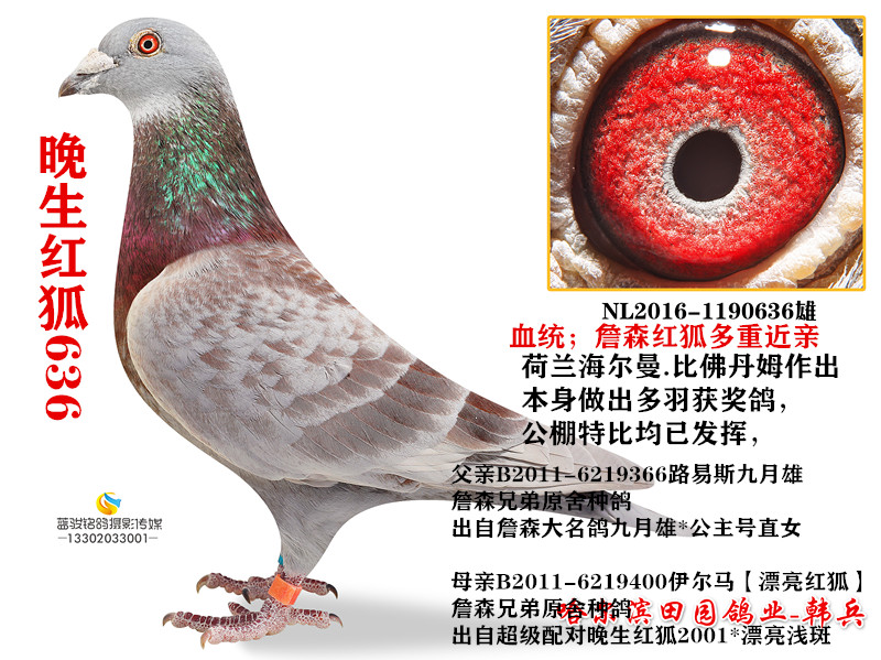 气:1468次血 统:詹森九月雄配晚生红狐鸽友通:详细介绍本身做