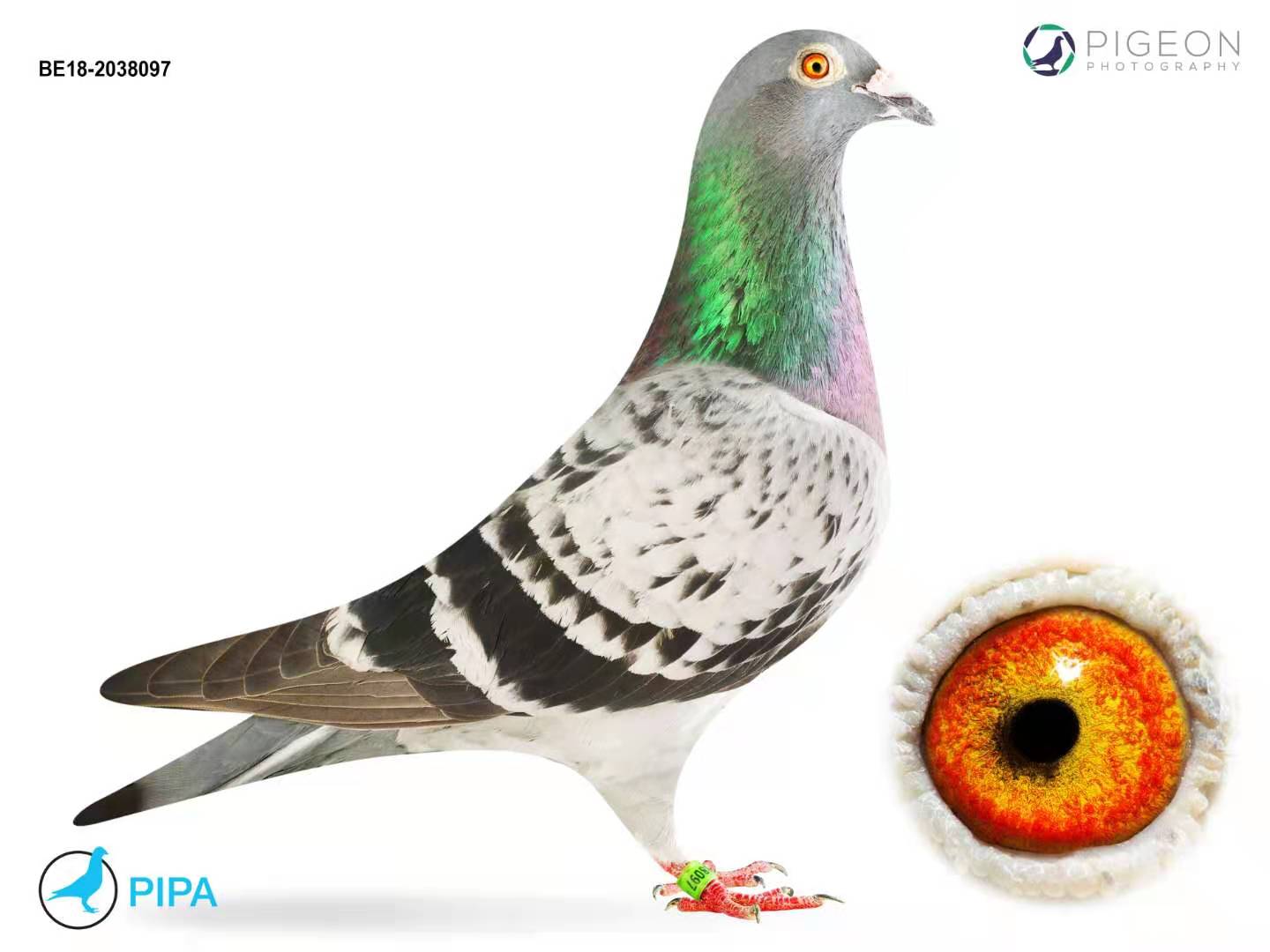 幻想铁斯托直女097