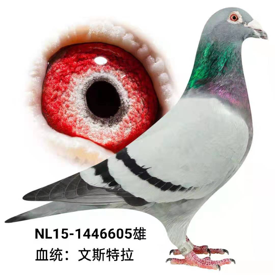 文斯特拉原舍_东赫鸽业_ ag188.com爱鸽商城_中国信鸽信息网