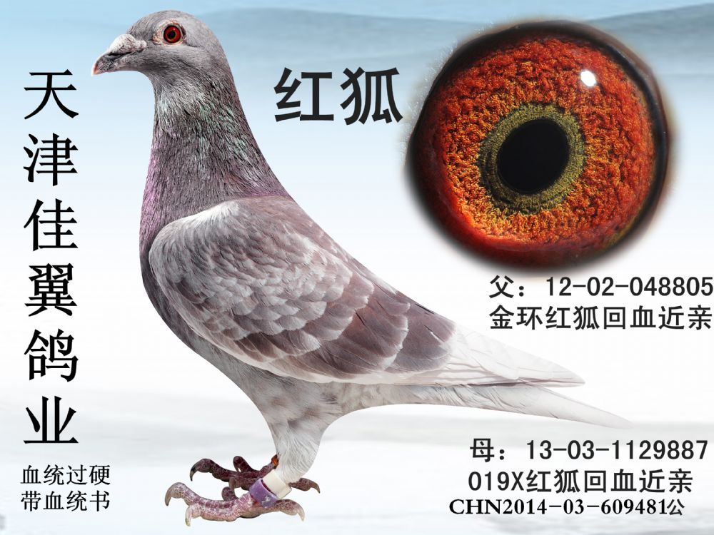 别:不详目 录:天津佳翼鸽业数羽人 气:332次鸽友通:详细介绍红狐金环