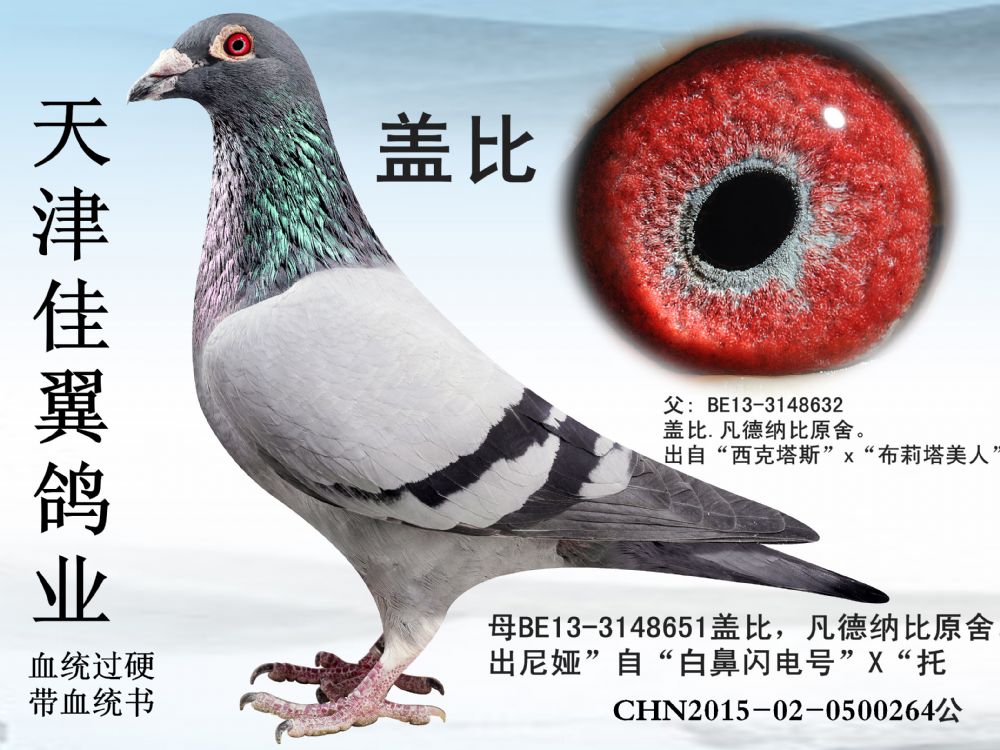 盖比原舍直子 - 河北小贾信鸽