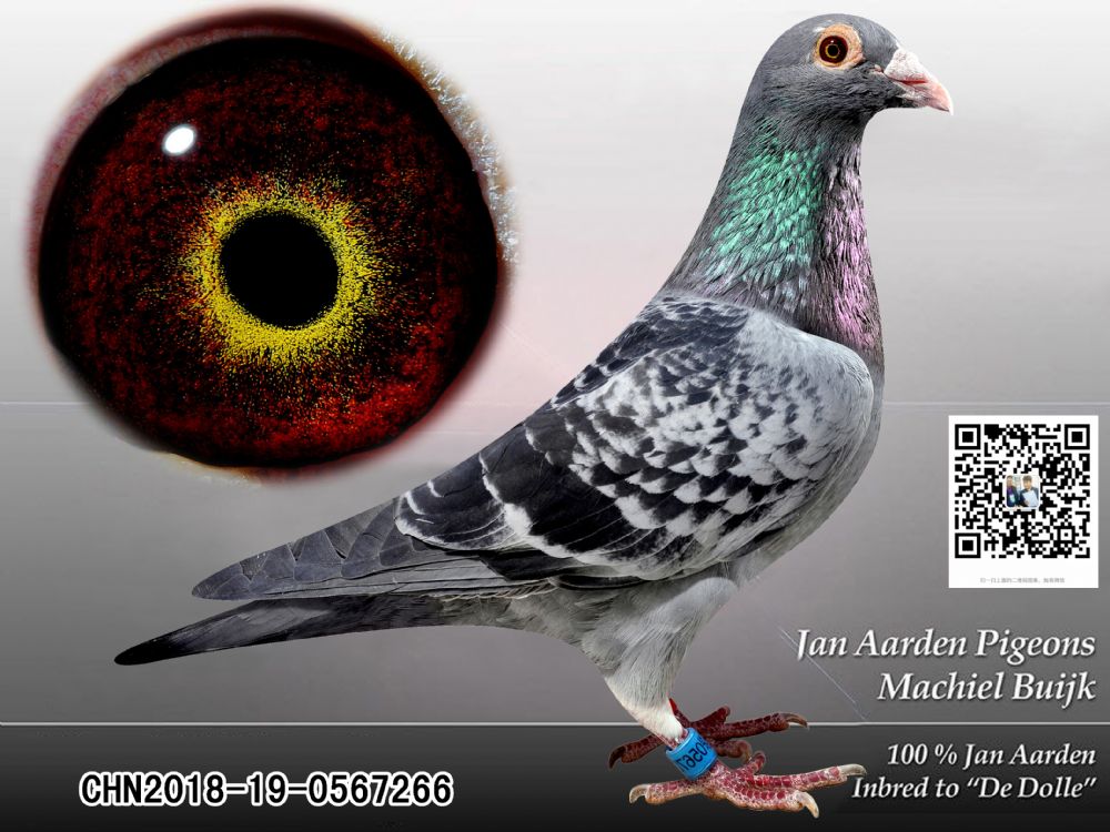 杨阿腾种鸽预定子代