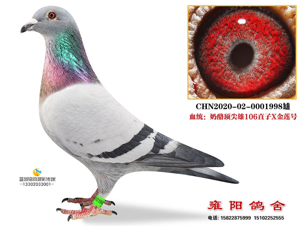 顶尖雄106直孙 (2)_雍阳鸽舍王军_ag188.com爱鸽商城_中国信鸽信息网