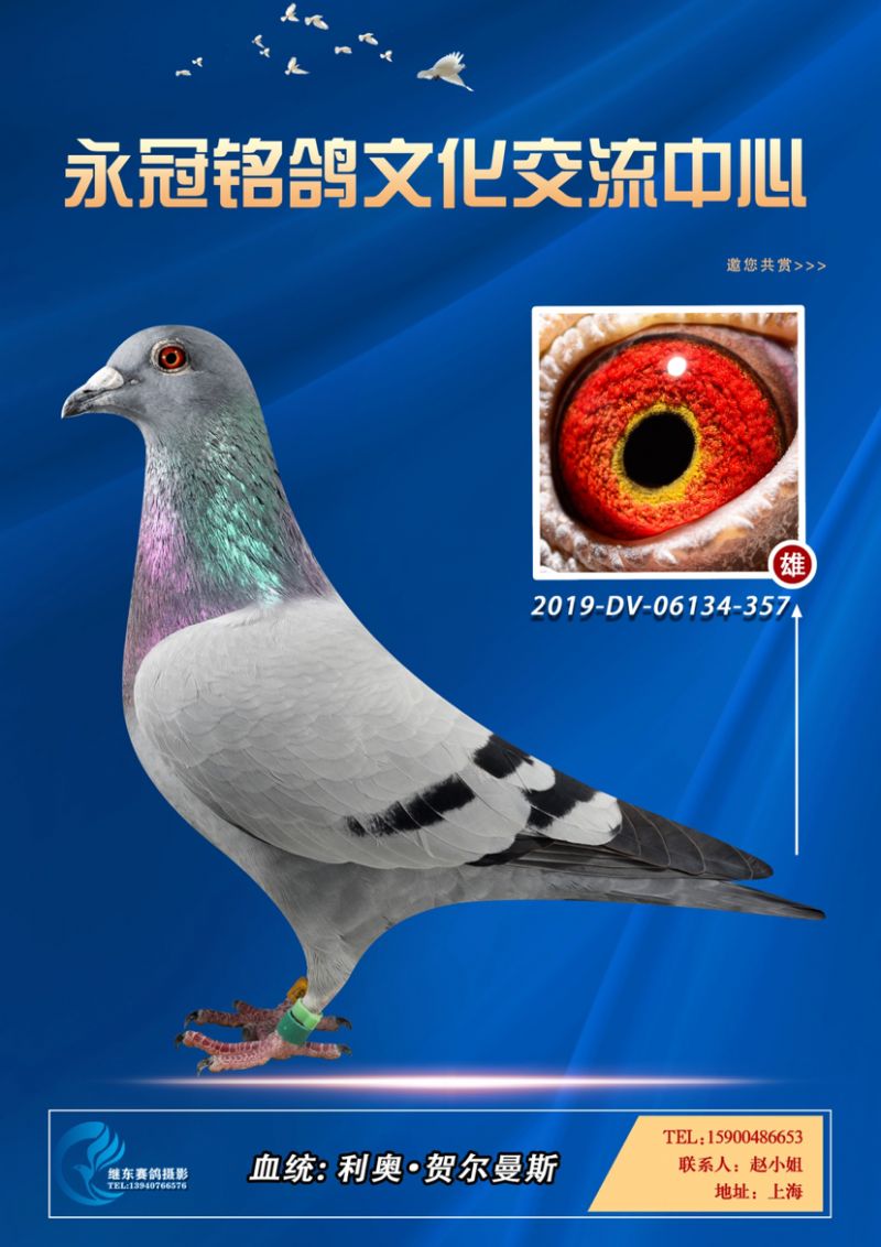 未命名-永冠铭鸽-中信网爱鸽商城