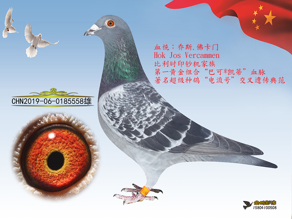 乔斯佛卡门"完美电流*美蒂"直子5558_58金鸽_ag188.