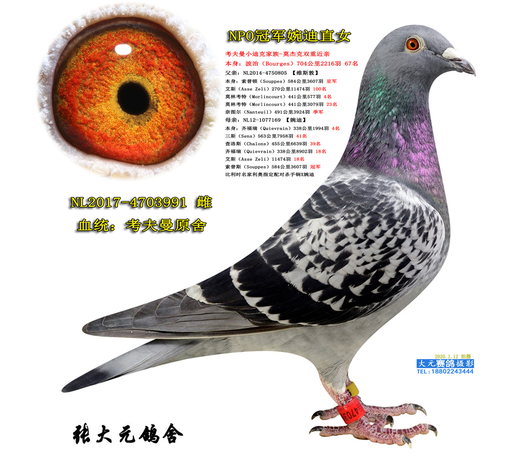 考夫曼-小迪克家族"莫杰克"双重近亲