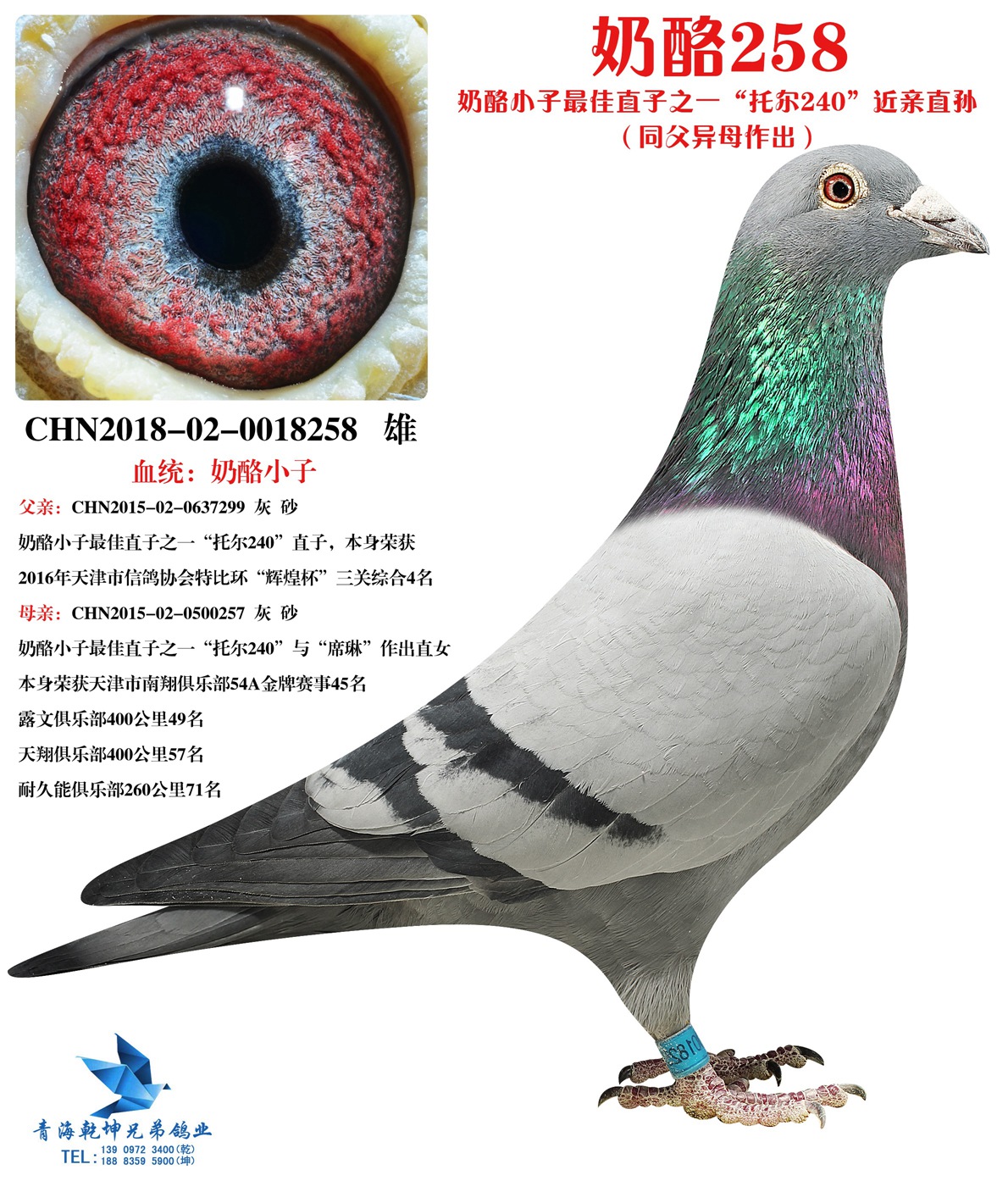 奶酪240近亲直孙