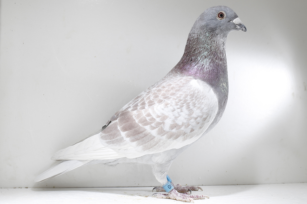 紫玉翅鸽子图片图片