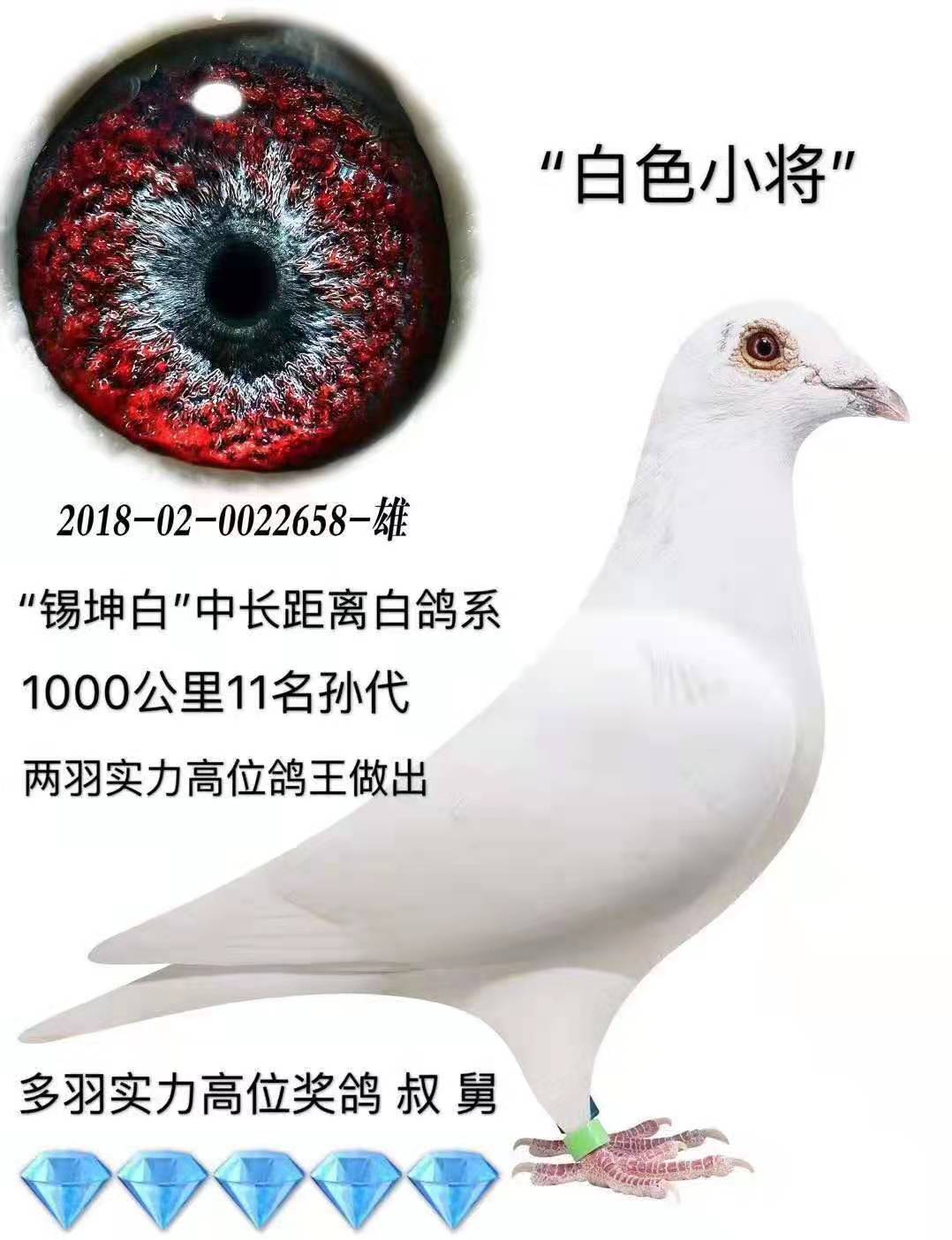 2羽人 气:1046次血 统:白鸽鸽友通:详细介绍【锡坤白】中长距离白鸽系