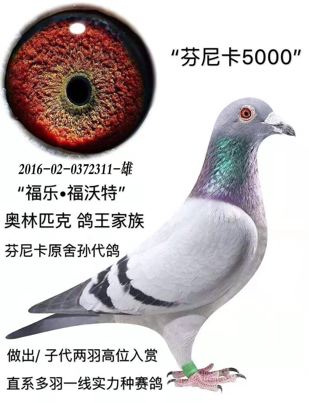 芬尼卡5000