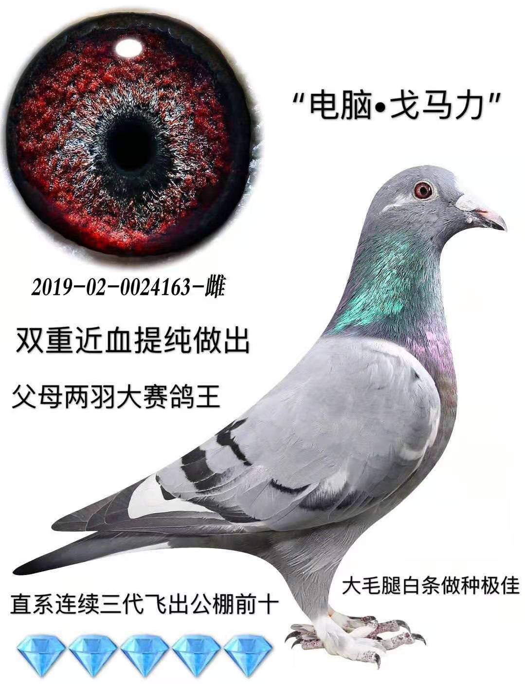 电脑 戈马力