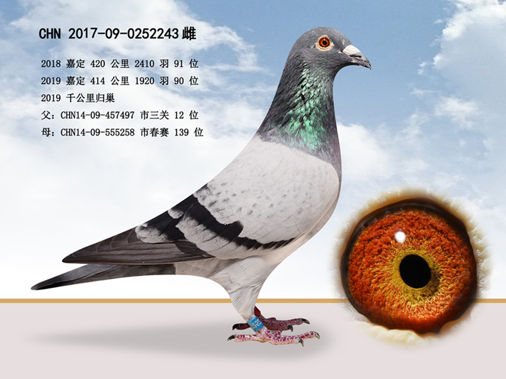 信鸽特征编 号:705381鸽 名:强羽 色:灰眼 砂:黄眼收 藏:点击收藏环