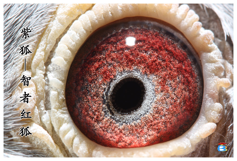 紫狐(高辈分智者)