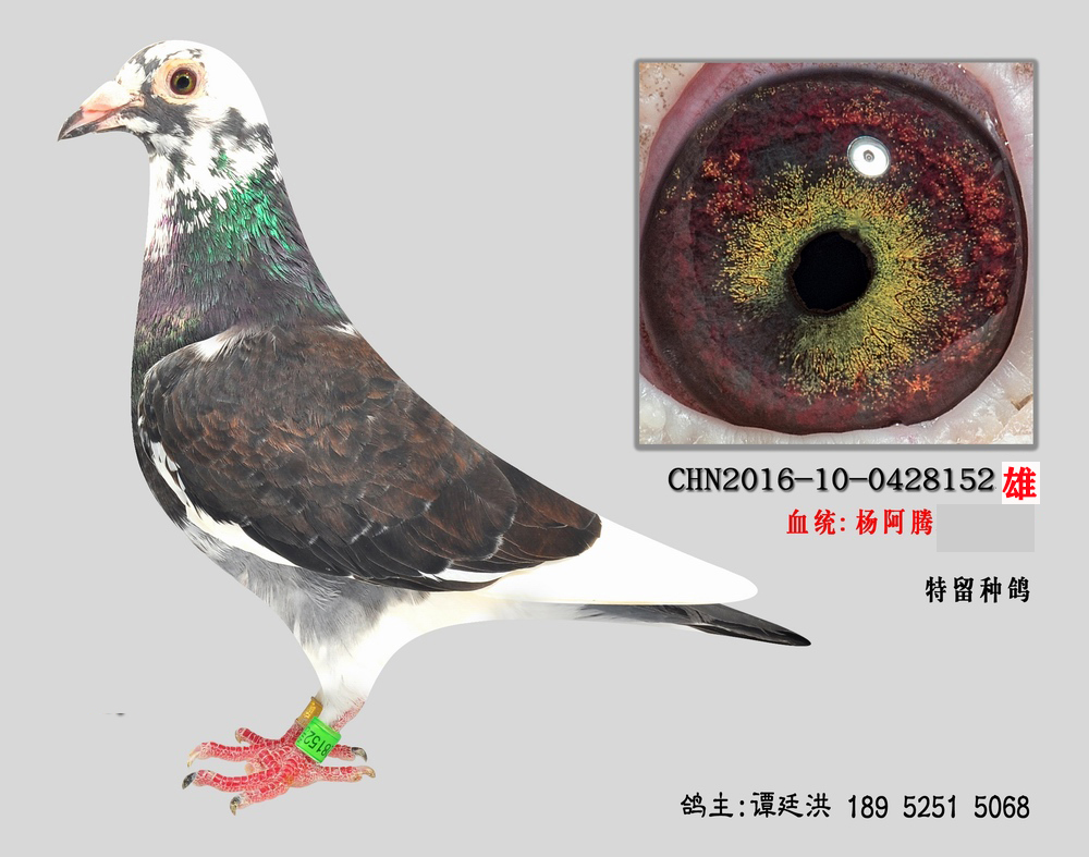 杨阿腾多利号种鸽3