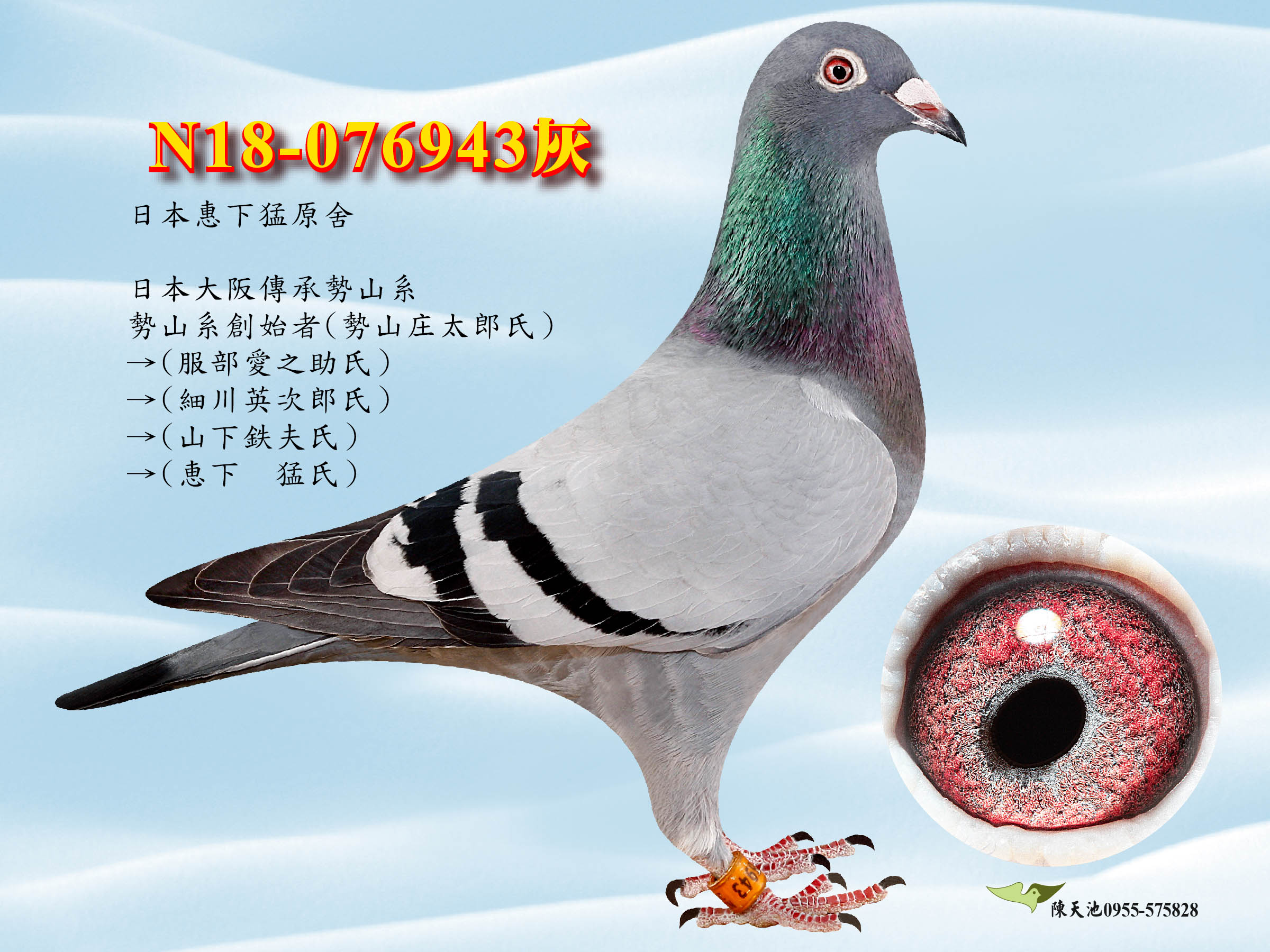 com爱鸽商城_中国信鸽信息网