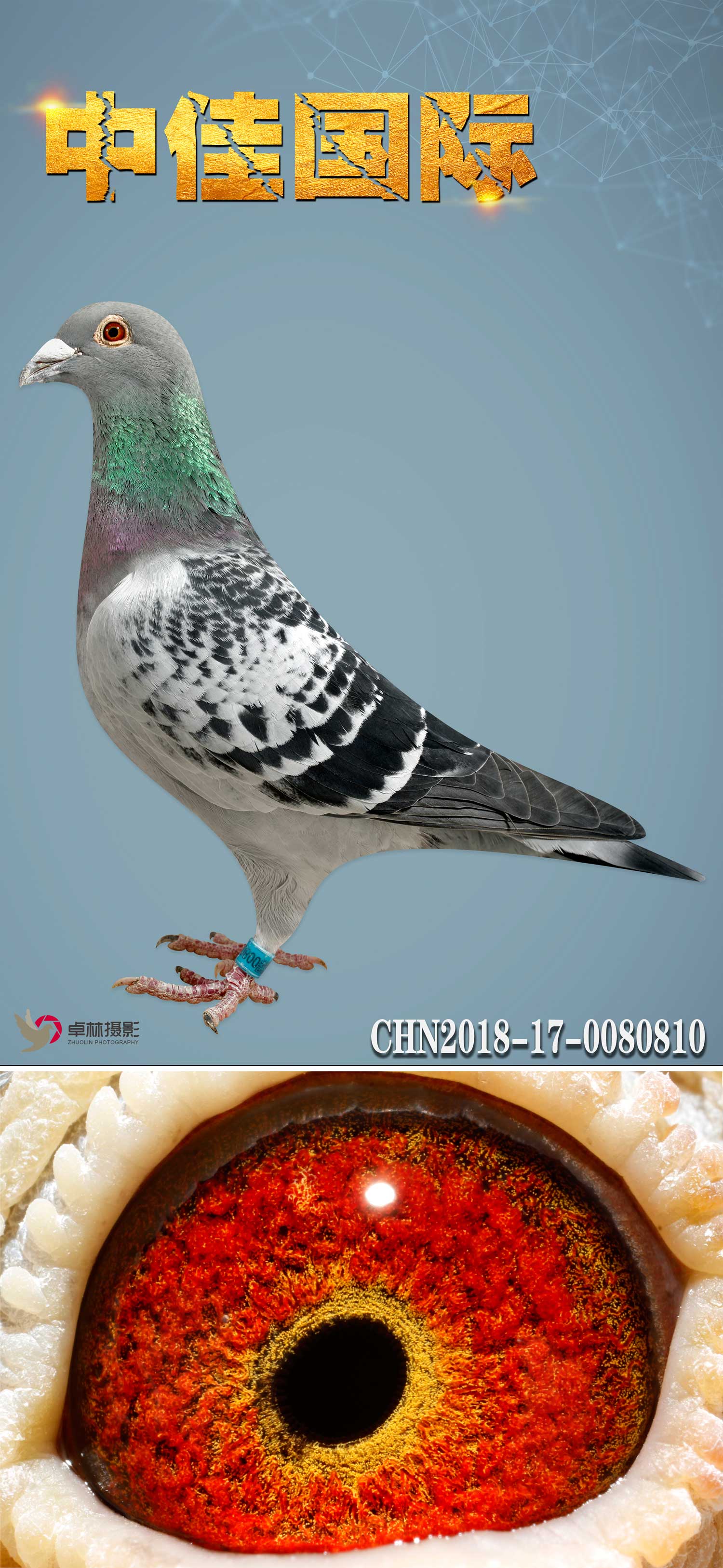 雄目 录:10人 气:338次血 统:鲁道克拉森鸽友通:详细介绍武汉中佳国际