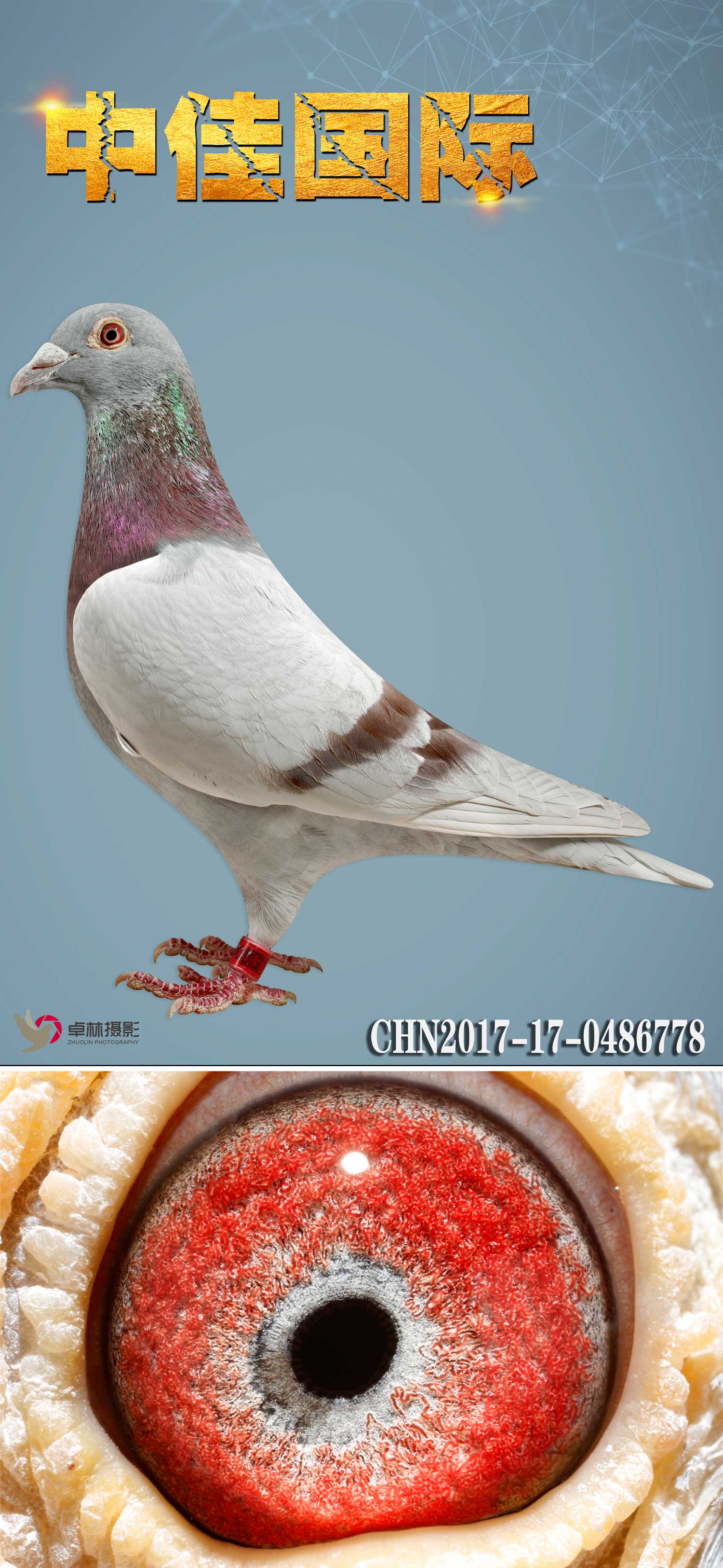 鲁道克拉森红娘重孙