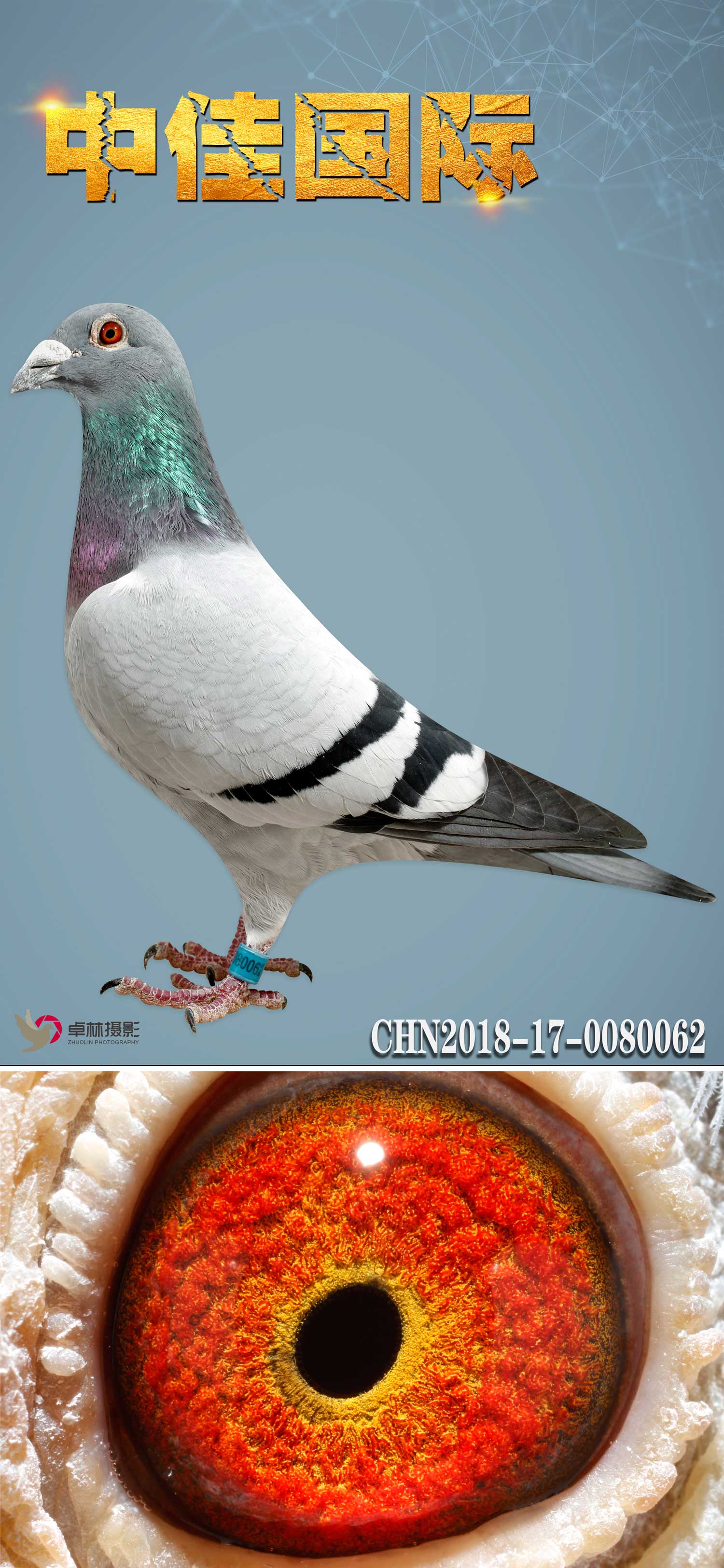 鲁道克拉森红闪电直孙