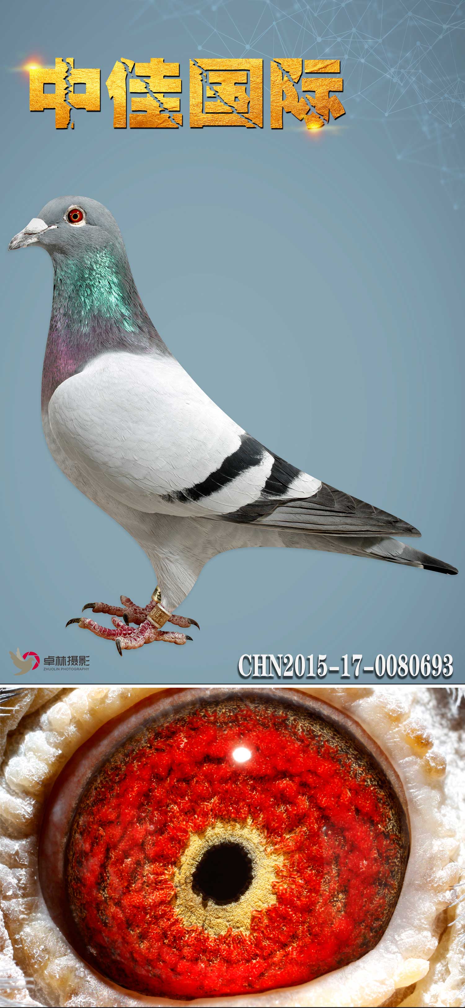 万富693_中佳国际名鸽_ ag188.com爱鸽商城_中国信鸽信息网