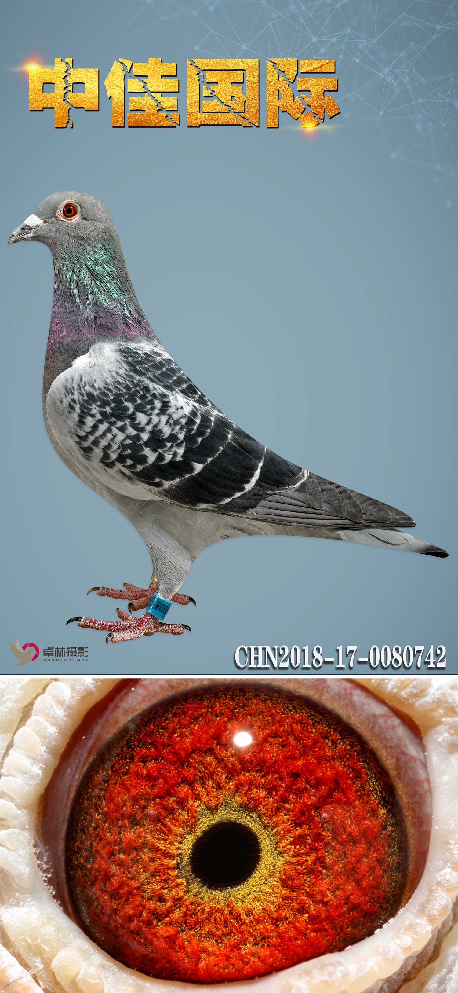 万富742_中佳国际名鸽_ag188.com爱鸽商城_中国信鸽信息网