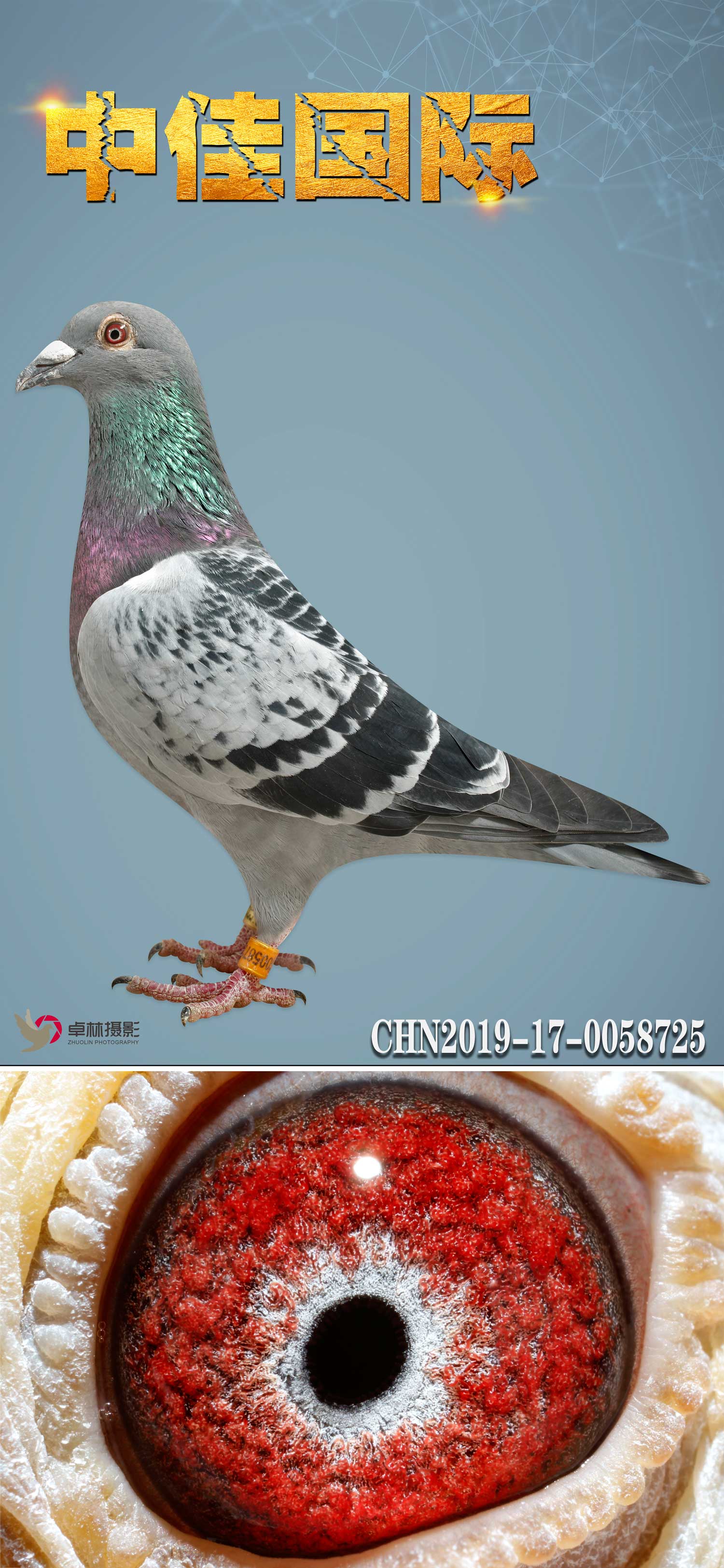 5人 气:310次血 统:威力万富鸽友通:详细介绍武汉中佳体育产业发展有