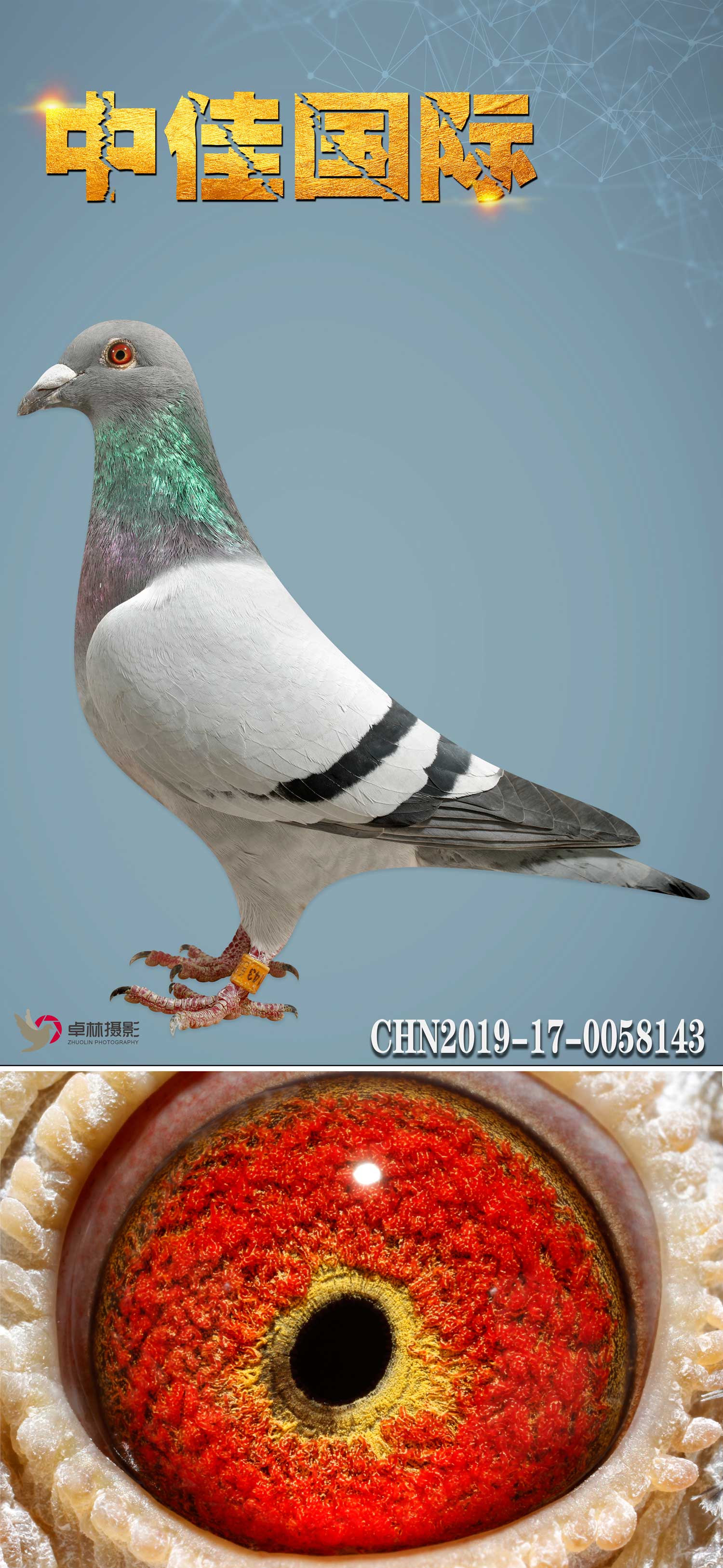 万富143_中佳国际名鸽_ag188.com爱鸽商城_中信网