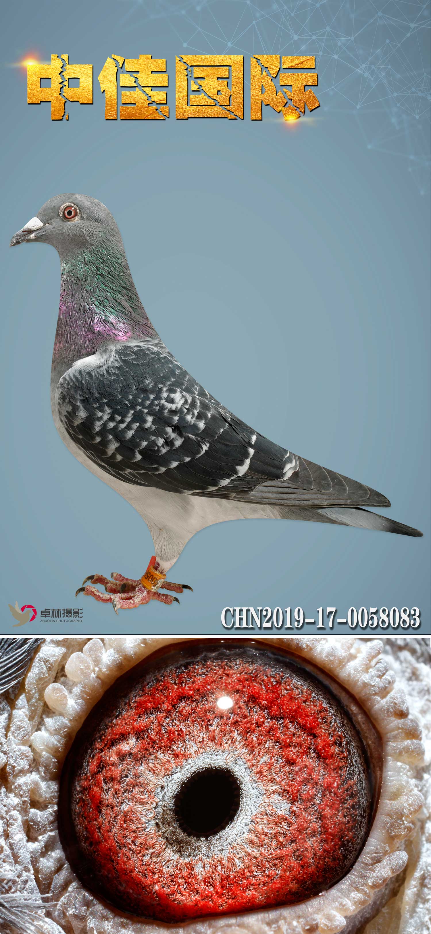 万富083_中佳国际名鸽_ ag188.com爱鸽商城_中信网