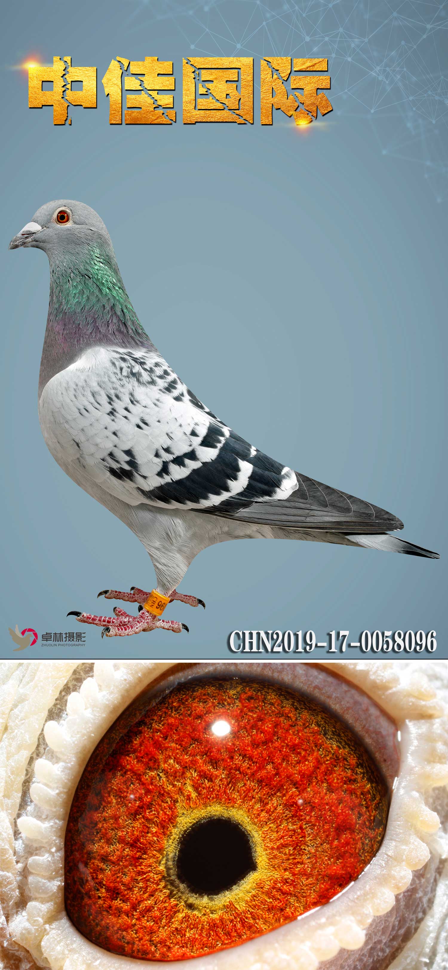 万富096_中佳国际名鸽_ag188.com爱鸽商城_中国信鸽信息网