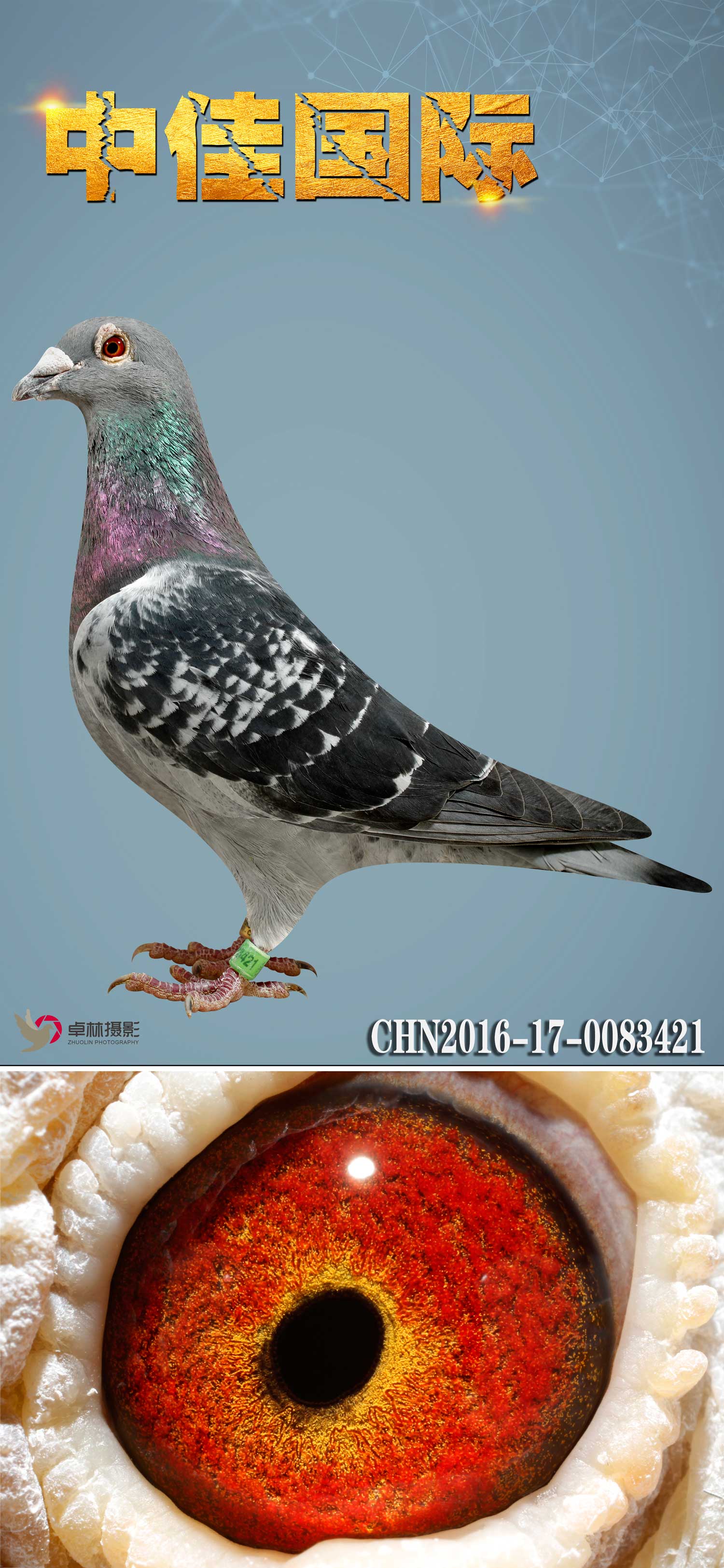 中佳421_中佳国际名鸽_ag188.com爱鸽商城_中国信鸽信息网