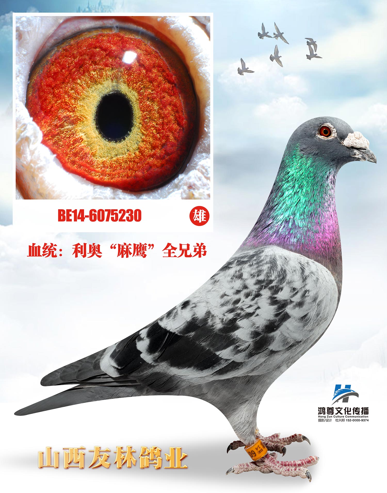 里奥大名鸽