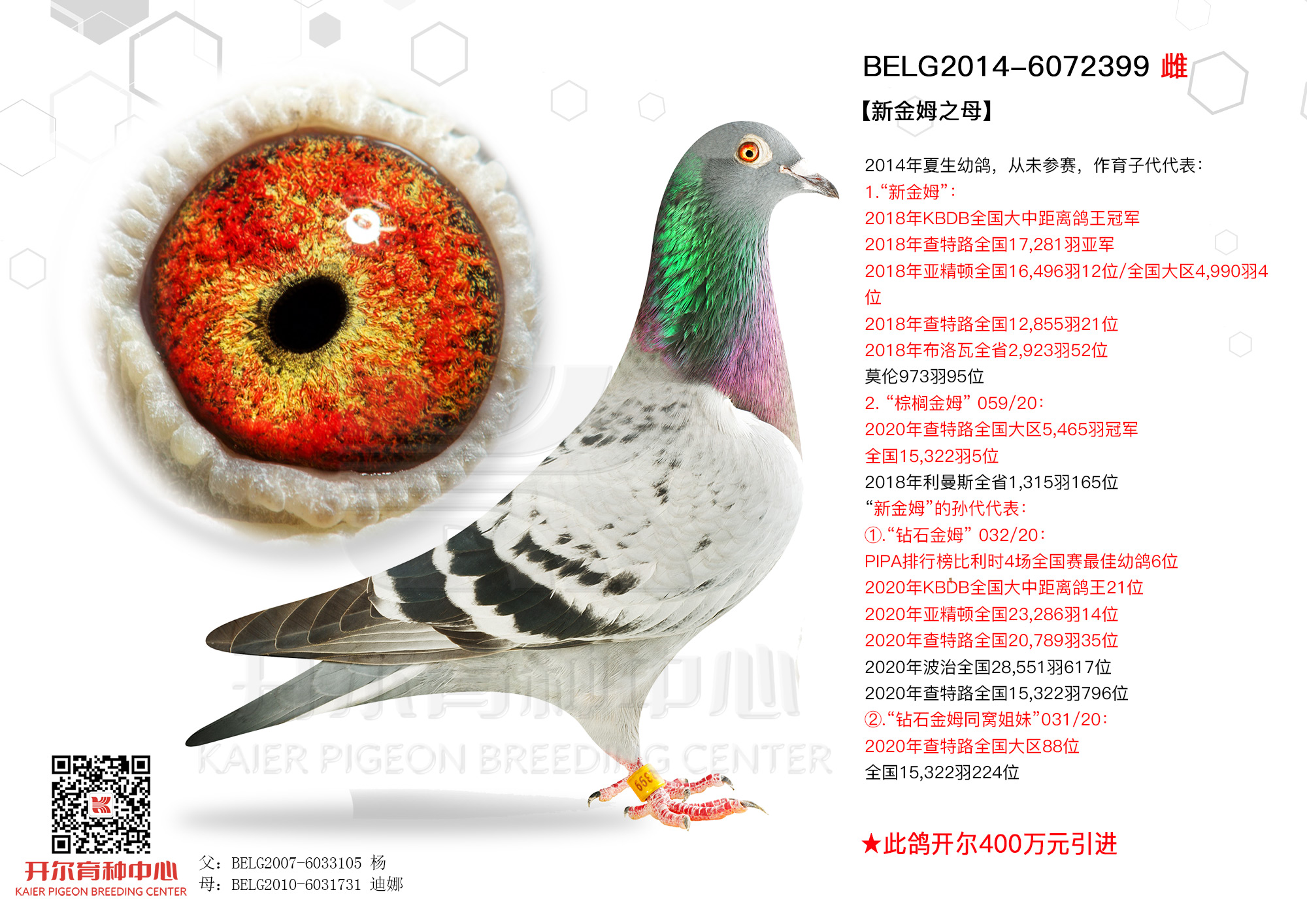 com爱鸽商城_中国信鸽信息网