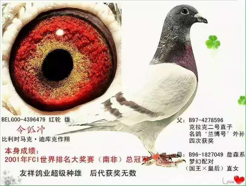 中国十大名鸽品种图片