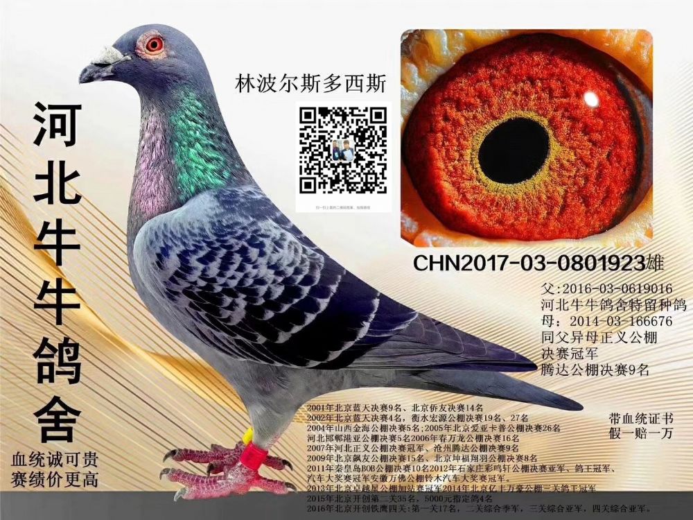 河北衡水牛牛鸽舍林波尔x斯多西斯