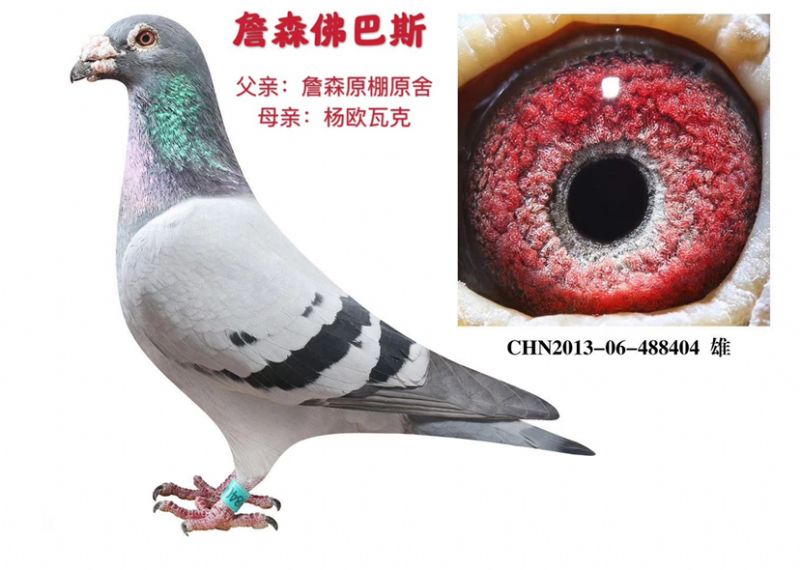 詹森_济南梦想鸽业_ ag188.com爱鸽商城_中信网