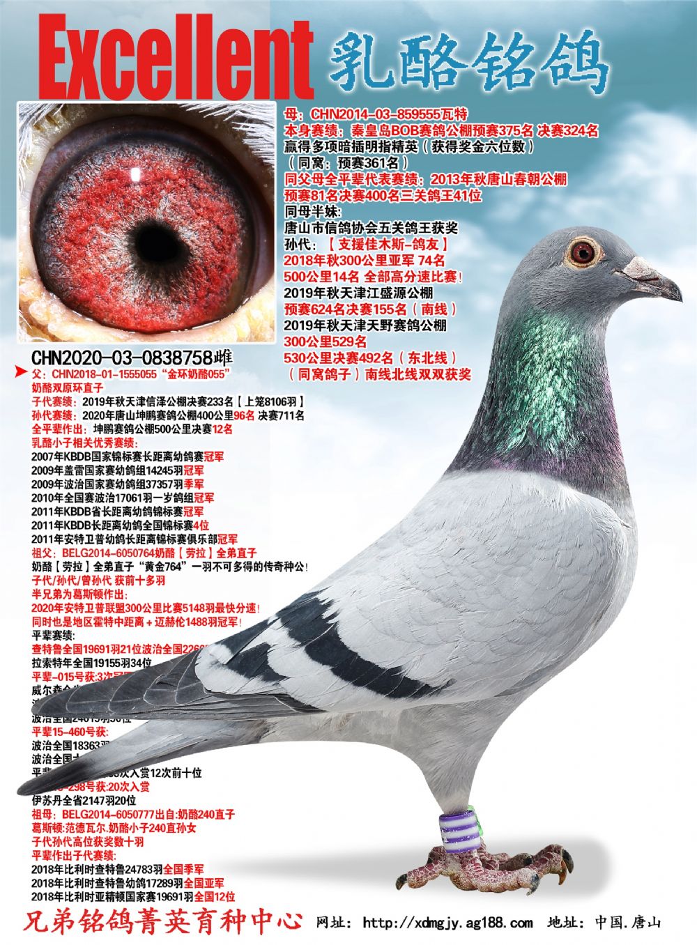 奶酪小子新生代