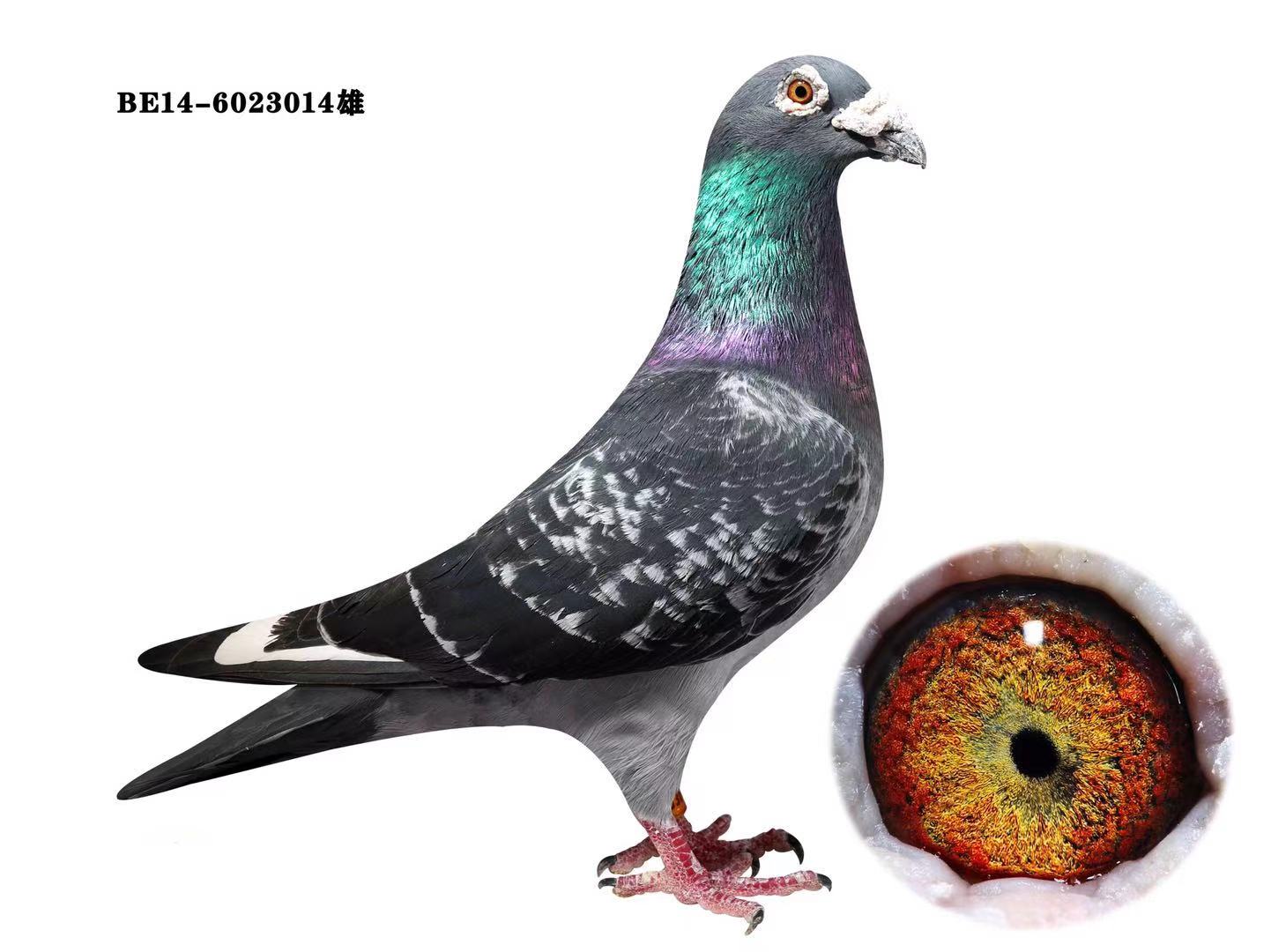 佛卡门mensa直子