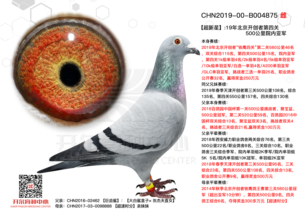 【超新星】19年北京开创者第四关院内冠军 - 开尔鸽业