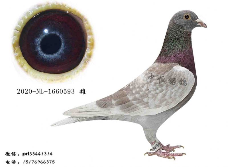 高级紫罗兰鸽眼图片图片